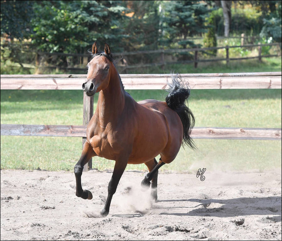 NK Nawal (NK Kamar El Dine X NK Nadirah) 