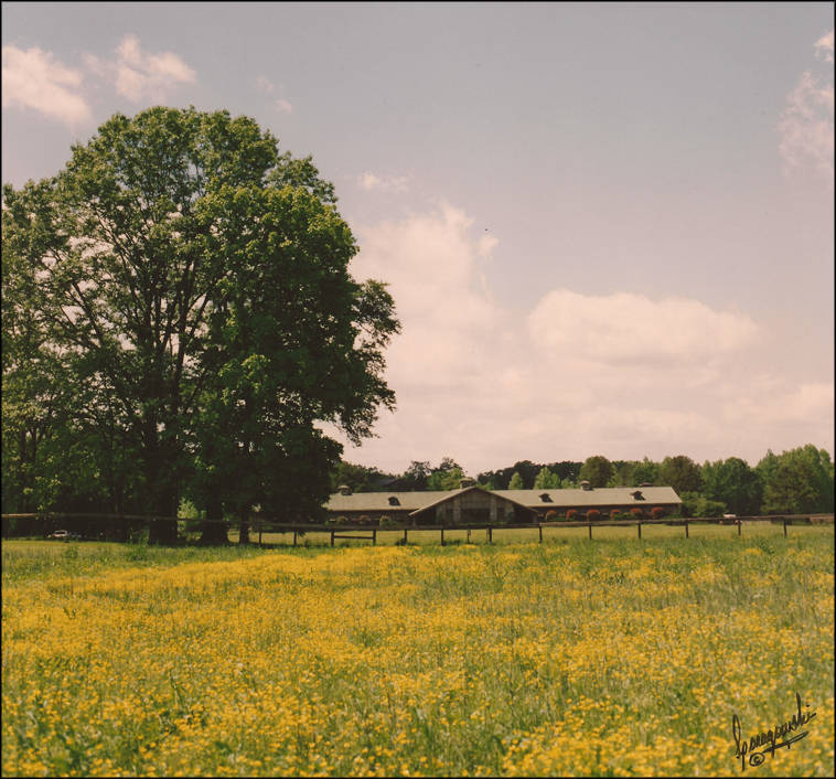 Ansata Arabian Stud, In Mena, Arkansas. Photo by Jerry Sparagows