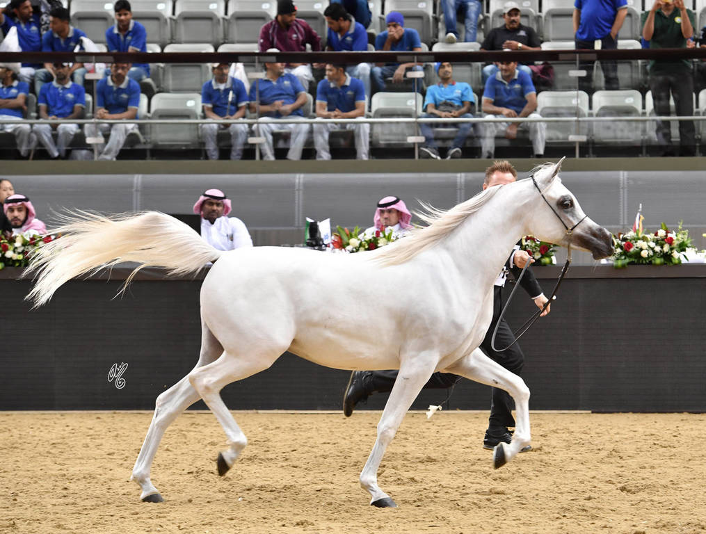 Fillies 2 Years: Al Jood Alnaif