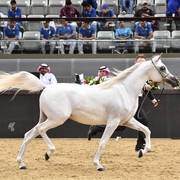 Fillies 2 Years: Al Jood Alnaif