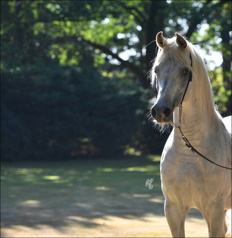 NK Jamal El Dine (NK Hafid Jamil X Ansata Ken Ranya)