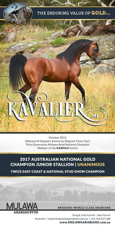 Celebrating the Gold National Champions of 2017 | KAVALIER MI & Mulawa Arabian Stud