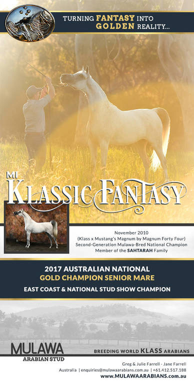 From FANTASY to Golden Reality | MI KLASSIC FANTASY & Mulawa Arabian Stud