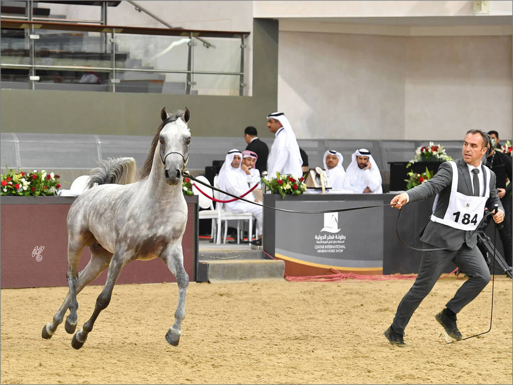 Colt Silver Champion Moaid Al Shaqab (Fadi Al Shaqab X Hadeel Al Shaqab)  