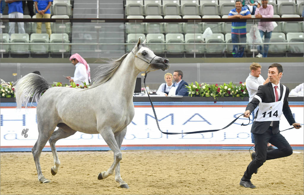 Filly Gold Champion Malikat Al Moluk (Mameluck X Asalat Al Hala) 