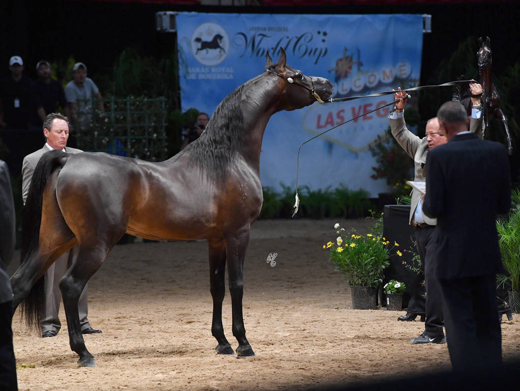 Senior Stallion Bronze Champion: Sir Charmed FF (SF Sir Real X Bremervale Charmed) 