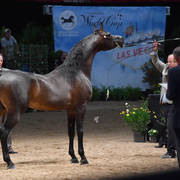Senior Stallion Bronze Champion: Sir Charmed FF (SF Sir Real X Bremervale Charmed) 