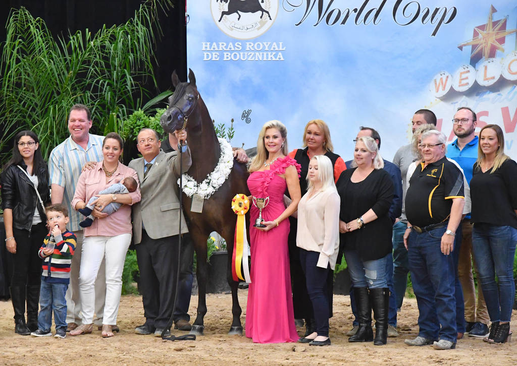 Senior Stallion Bronze Champion: Sir Charmed FF (SF Sir Real X Bremervale Charmed) 