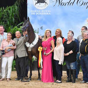 Senior Stallion Bronze Champion: Sir Charmed FF (SF Sir Real X Bremervale Charmed) 