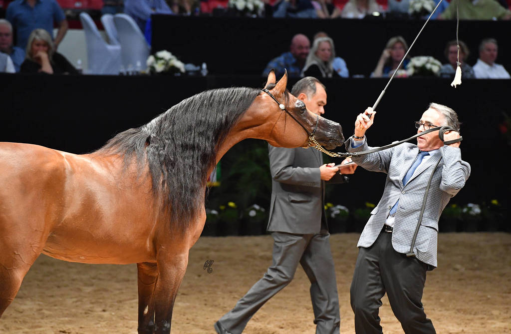 Senior Stallion Gold Champion: Fadi Al Shaqab (Besson Carol X Abha Myra) 