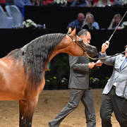 Senior Stallion Gold Champion: Fadi Al Shaqab (Besson Carol X Abha Myra) 