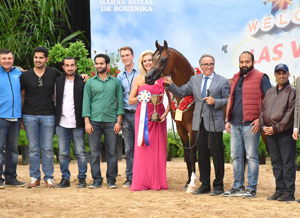 Senior Stallion Gold Champion: Fadi Al Shaqab (Besson Carol X Abha Myra) 