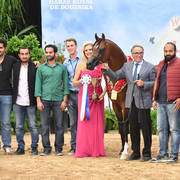 Senior Stallion Gold Champion: Fadi Al Shaqab (Besson Carol X Abha Myra) 