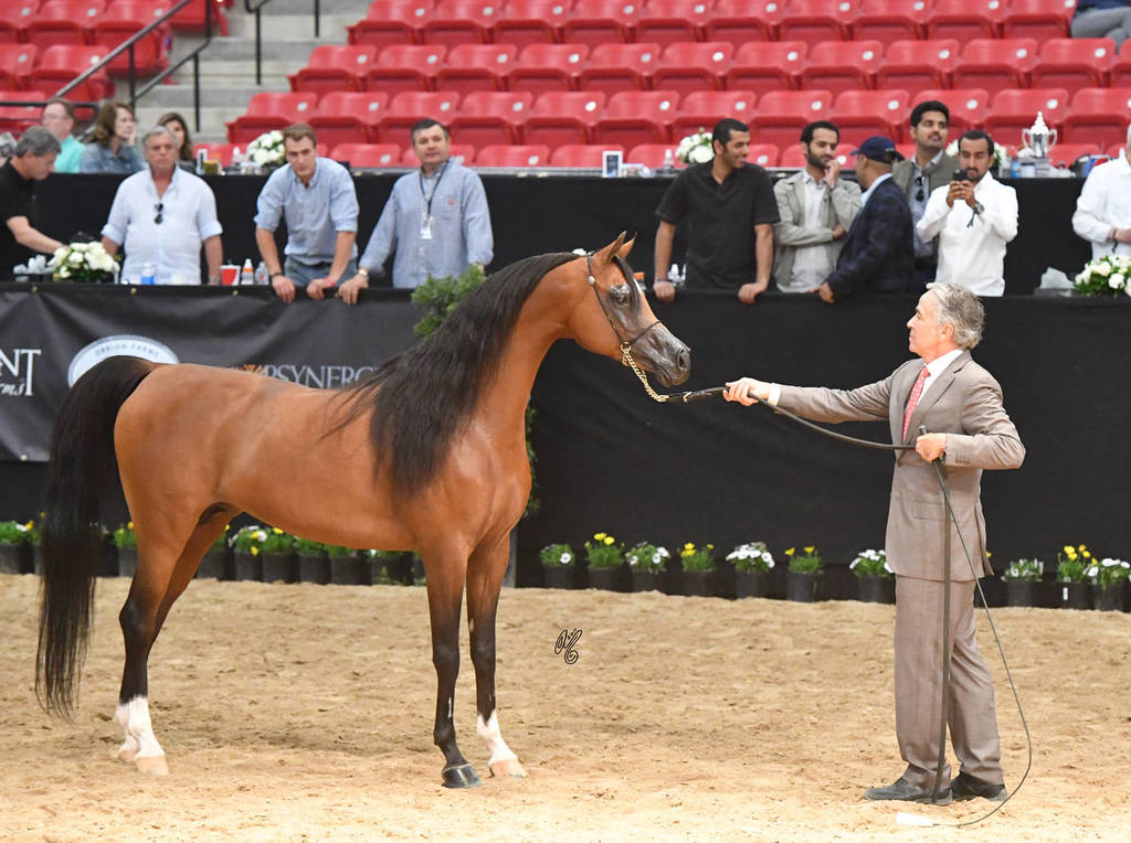 Senior Stallion Gold Champion: Fadi Al Shaqab (Besson Carol X Abha Myra) 