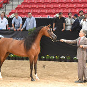 Senior Stallion Gold Champion: Fadi Al Shaqab (Besson Carol X Abha Myra) 