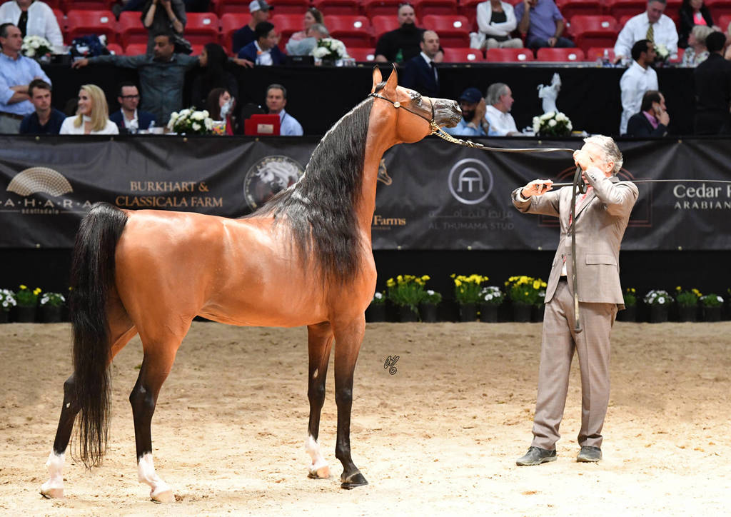 Senior Stallion Gold Champion: Fadi Al Shaqab (Besson Carol X Abha Myra) 
