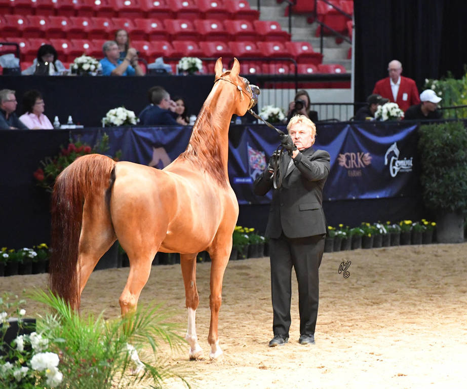 Senior Stallion Silver Champion: LD Pistol (Magnum Psyche X Halana)