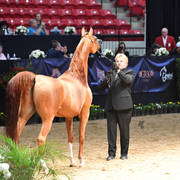 Senior Stallion Silver Champion: LD Pistol (Magnum Psyche X Halana)
