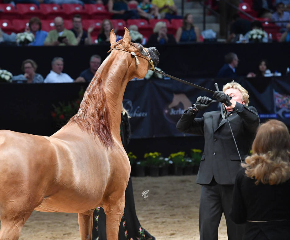 Senior Stallion Silver Champion: LD Pistol (Magnum Psyche X Halana)