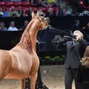 Senior Stallion Silver Champion: LD Pistol (Magnum Psyche X Halana)