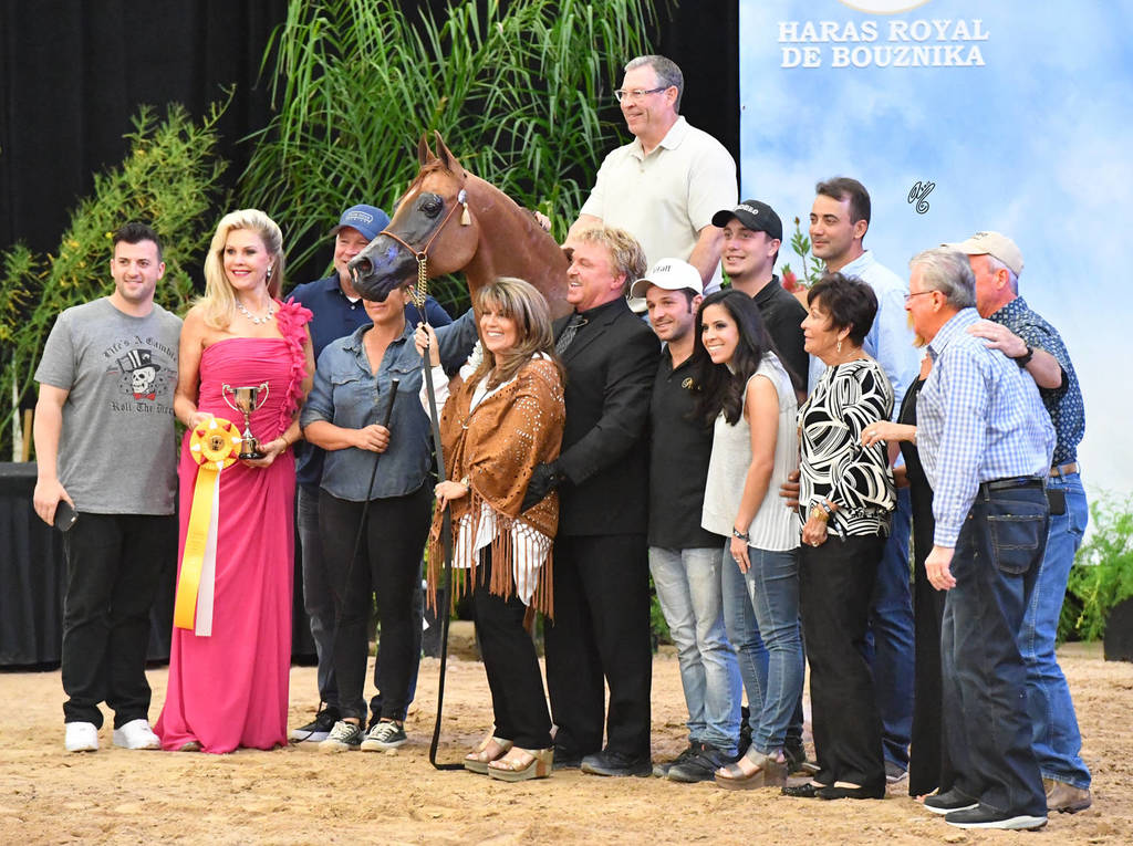 Senior Stallion Silver Champion: LD Pistol (Magnum Psyche X Halana)
