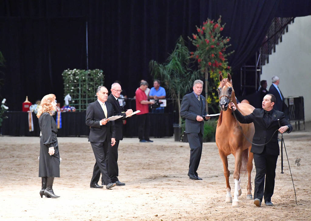 Senior Stallion Silver Champion: LD Pistol (Magnum Psyche X Halana)