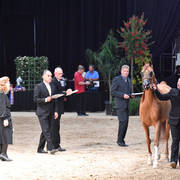 Senior Stallion Silver Champion: LD Pistol (Magnum Psyche X Halana)