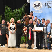 Senior Stallion Silver Champion: LD Pistol (Magnum Psyche X Halana)