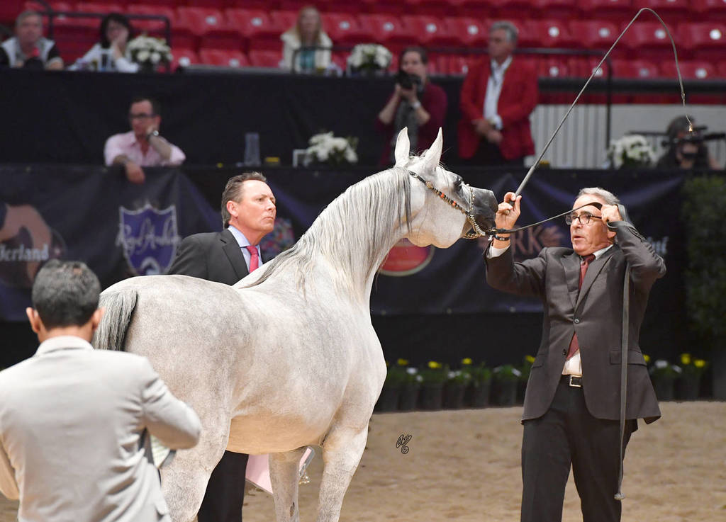 Senior Mare Gold Champion: Ghazala Al Shahania (Marwan Al Shaqab X Majalina) 