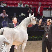 Senior Mare Gold Champion: Ghazala Al Shahania (Marwan Al Shaqab X Majalina) 