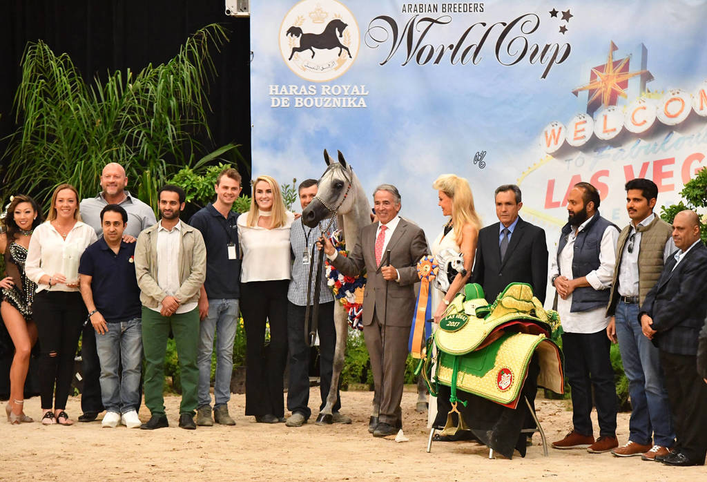 Senior Mare Gold Champion: Ghazala Al Shahania (Marwan Al Shaqab X Majalina) 