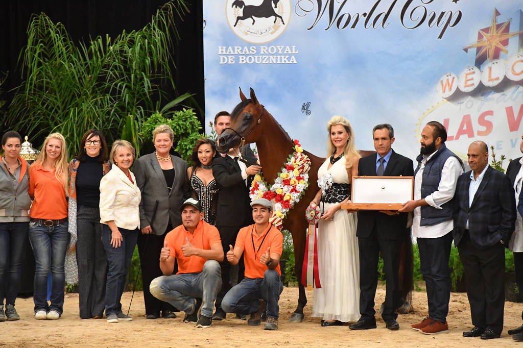 Senior Mare Silver Champion: Arwa Aljassimya (Besson Carol X Athina El Jamaal) 