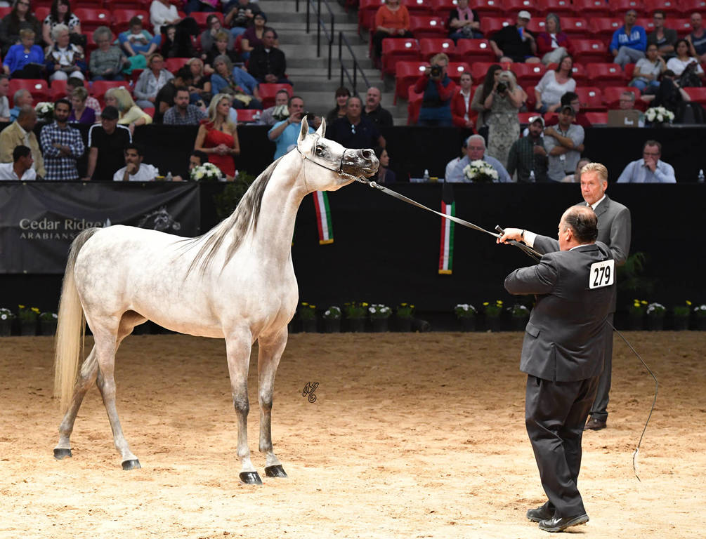 Senior Mare Bronze Champion: FT Havanna El Keav (HK Keav Power X Hillary VCM)