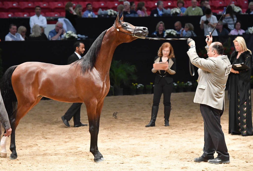 Junior Stallion Gold Champion: Royal Asad (El Tino X Luminar Ethna)