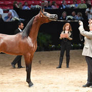 Junior Stallion Gold Champion: Royal Asad (El Tino X Luminar Ethna)