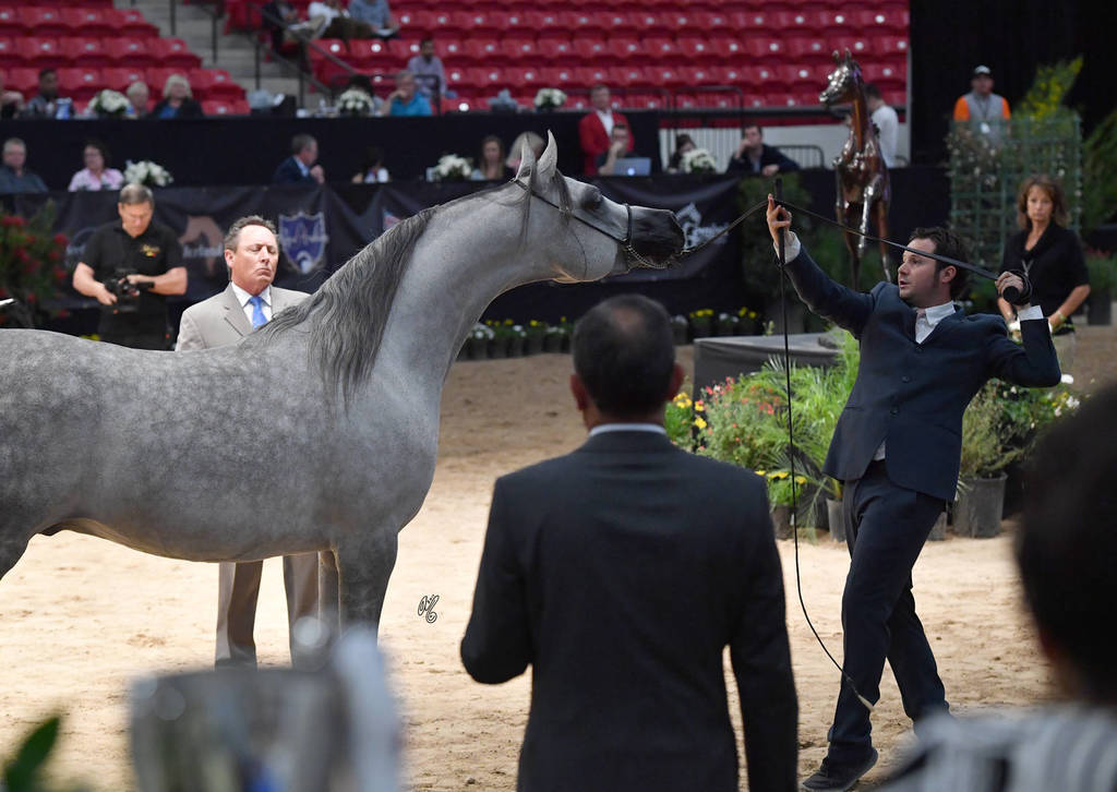 Junior Stallion Silver Champion: Nadeem El Arab (WH Justice X Om El Euphoria) 