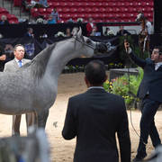 Junior Stallion Silver Champion: Nadeem El Arab (WH Justice X Om El Euphoria) 