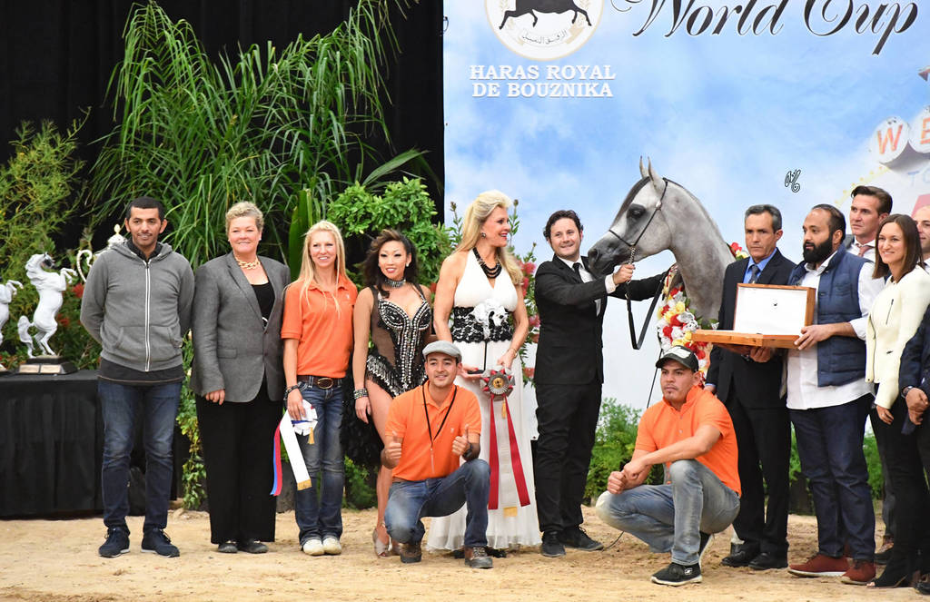 Junior Stallion Silver Champion: Nadeem El Arab (WH Justice X Om El Euphoria) 
