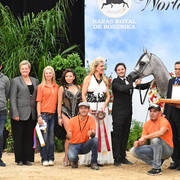 Junior Stallion Silver Champion: Nadeem El Arab (WH Justice X Om El Euphoria) 