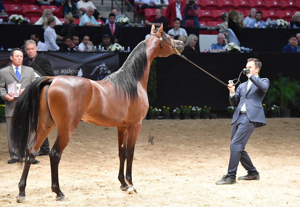 Junior Stallion Bronze Champion: Dominus Arabco (El Tino X Shavanna El Maden) 