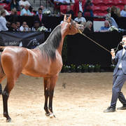Junior Stallion Bronze Champion: Dominus Arabco (El Tino X Shavanna El Maden) 