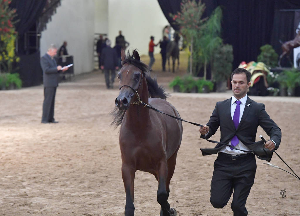 Junior Stallion Bronze Champion: Dominus Arabco (El Tino X Shavanna El Maden) 