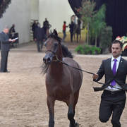 Junior Stallion Bronze Champion: Dominus Arabco (El Tino X Shavanna El Maden) 