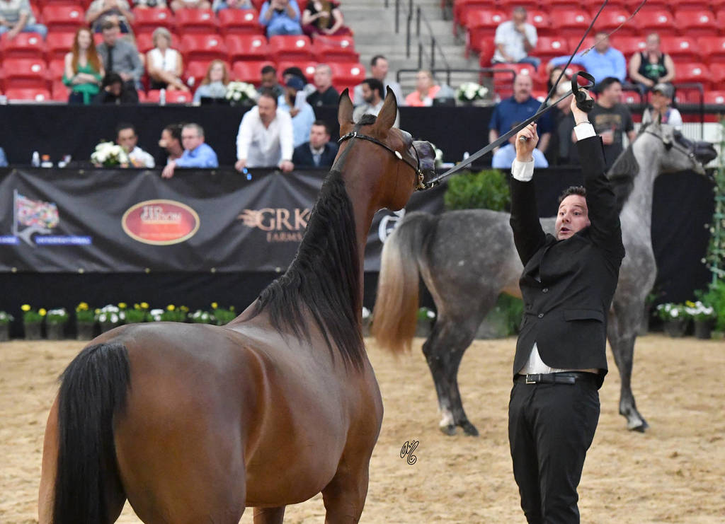 Junior Mare Silver Champion: Juhaina Aljassimya (WH Justice X Toscana PGA) 