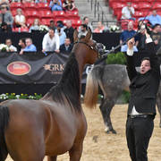 Junior Mare Silver Champion: Juhaina Aljassimya (WH Justice X Toscana PGA) 