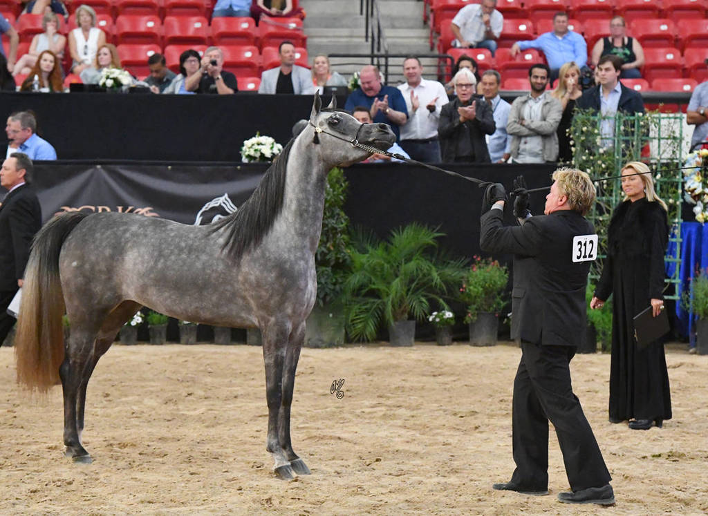 Junior Mare Gold Champion: Fanaticaa (Al Raheb AA X Faleenah El Masr)