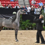 Junior Mare Gold Champion: Fanaticaa (Al Raheb AA X Faleenah El Masr)
