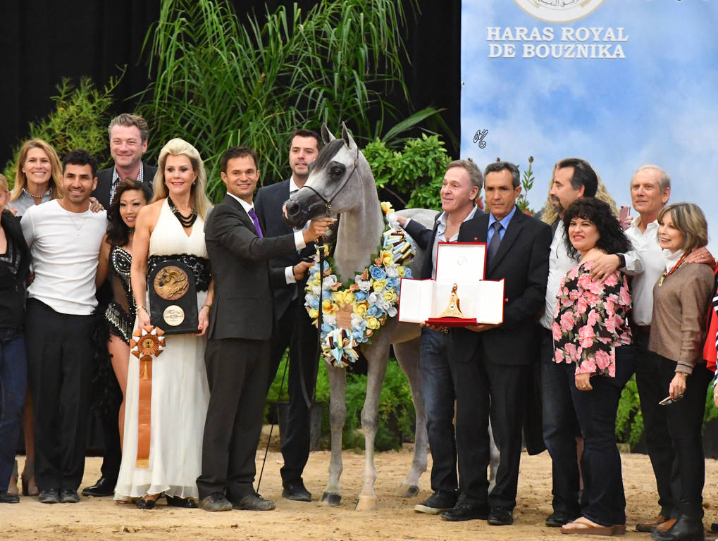Junior Mare Bronze Champion: Diyannaa (ZT Marwteyn X Diya Forx) 