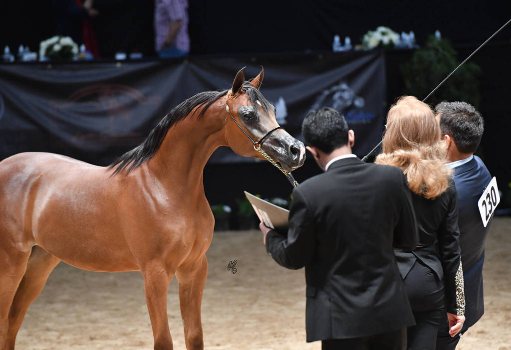 Yearling Colt Gold Champion: Enzino PCF (Enzo X Maria PCF) 