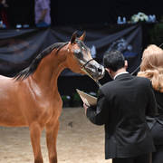 Yearling Colt Gold Champion: Enzino PCF (Enzo X Maria PCF) 